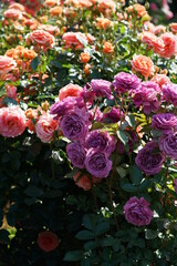 Light Purple Flower of Rose 'Plum Perfect' in Full Bloom

