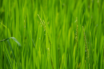 Fototapeta na wymiar fresh green grass