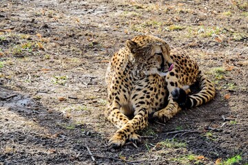 The African cheetah licks its lips, lies calmly and rests in early spring.
