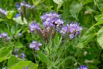 Blue Tansy also called Phacelia tanacetifolia or rainfarn phazelie