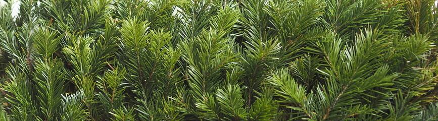 New Year greeting card.Green background of fir branches.