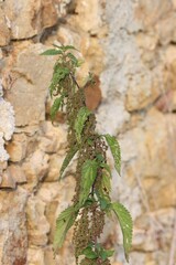 lange Brennesel im Fruchtstand vor Natursteinmauer