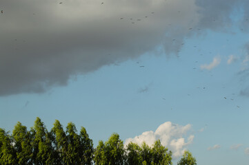 birds flying in the sky