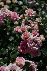 Light Pink Flower of Rose 'Princess Babylon' in Full Bloom
