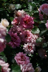 Light Pink Flower of Rose 'Princess Babylon' in Full Bloom
