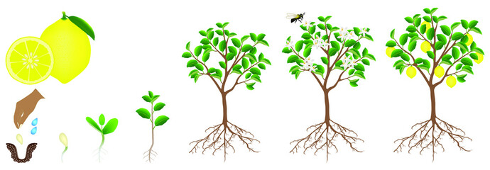 A growth cycle of a lemon plant is isolated on a white background.