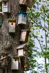 wooden bird cages on the   tree