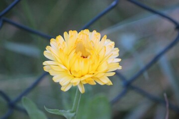 Gelbe Blume im Garten vorm Gartenzaun Maschendrahtzaun