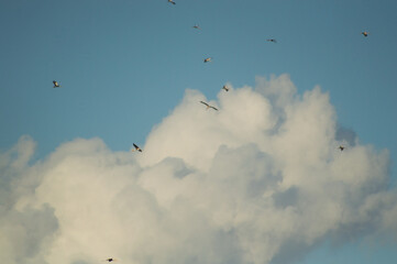 birds flying in the sky