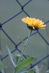 Gelbe Blume im Garten vorm Gartenzaun Maschendrahtzaun