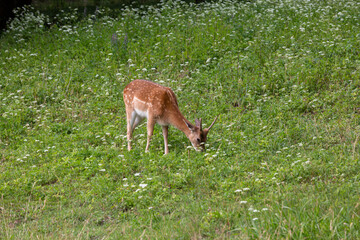 Brown Deer family in the meadow. Sleeping and standig