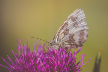 Close-up detailed photo of a colorful butterfly on a purple wildflower. Summer nature wildlife concept