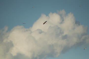 birds in the sky