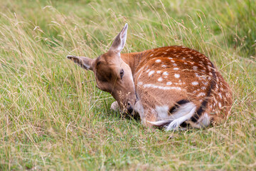 Brown Deer family in the meadow. Sleeping and standig