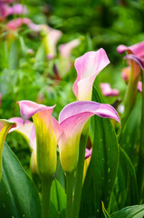 Red Zantedeschia aethiopica or Calla Lily in the garden.