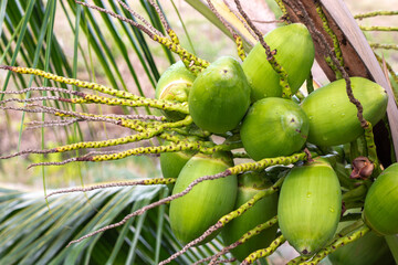 fresh coconut on the tree