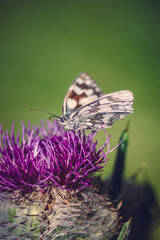 Close-up detailed photo of a colorful butterfly on a purple wildflower. Summer nature wildlife concept