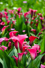 Red Zantedeschia aethiopica or Calla Lily in the garden.