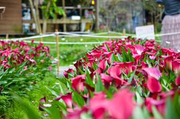 Fototapeta na wymiar Red Zantedeschia aethiopica or Calla Lily in the garden.