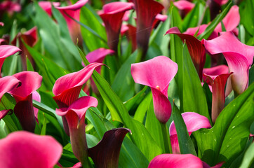 Red Zantedeschia aethiopica or Calla Lily in the garden.