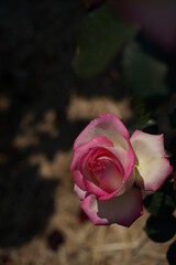 Faint Pink and White Flower of Rose 'Princess de Monaco' in Full Bloom
