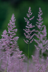 Obraz premium Wild grass in the forest on green background