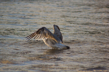 seagull in flight