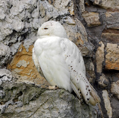 Snowy owl (Bubo scandiacus), female, on rock