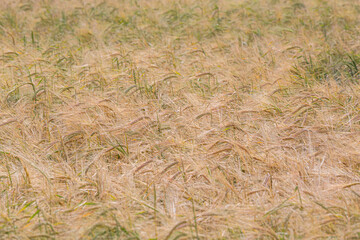 cereal spikes in green and yellow