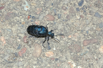 Schwarzblauer Ölkäfer, Meloe proscarabaeus