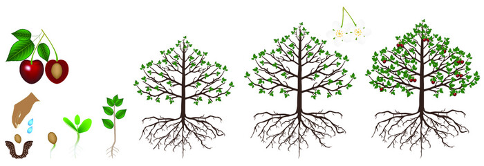 Cycle of growth of a cherry plant is isolated on a white background.