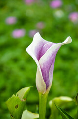 Purple Zantedeschia aethiopica or Calla Lily in the garden.