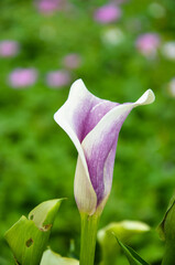 Purple Zantedeschia aethiopica or Calla Lily in the garden.