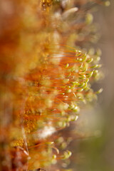 Bryophyte  with red stems