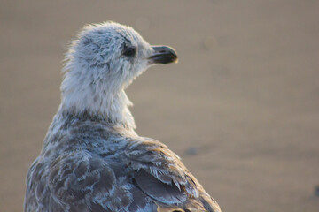 bird of prey