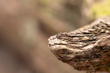 Bark