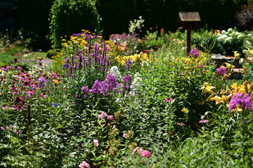 A large collection of summer flowers, daylilies, headworm, phloxes, echinacea in the garden on a summer day.