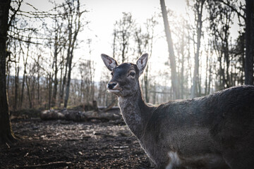 photogenic deer in the woods