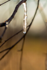 An icicle in the light of sunrise