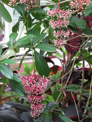 flower in Brooklyn Botanic Garden in New York City