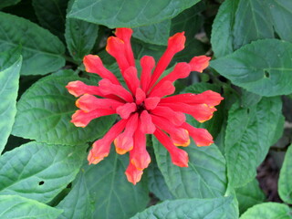 flower in Brooklyn Botanic Garden in New York City