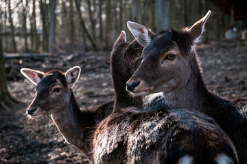 deer group in the woods
