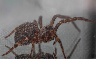 Macro photography of a Jumping Spider Sydney Australia