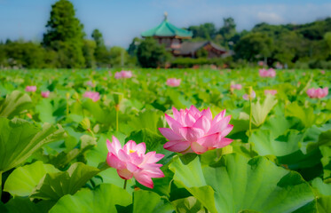 上野、不忍池の蓮の花　弁天堂
