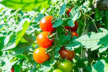 Ripe cherry tomatoes taken up on the plant in summer