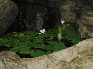 lake in Brooklyn Botanic Garden in New York City