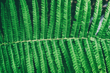 Perfect natural fern pattern. Beautiful background made with young green fern leaves. Color cabbage. Fern leaves close up. Green background.