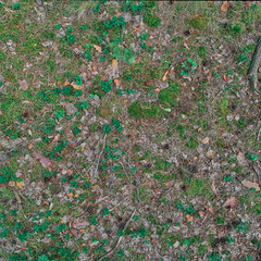 background from forest ground surface, moss, lichens, grass, coniferous cones, needles, brushwood and branches are scattered chaotically on the ground surface.gray-turquoise, green and cinnamon shades