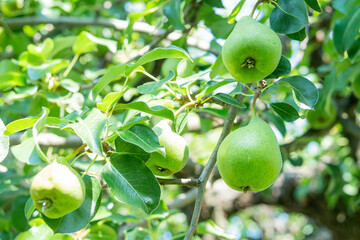 ripening pears hanging on the branch of the plant