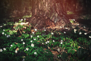 Amazing background of the mysterious forest. Selective focus